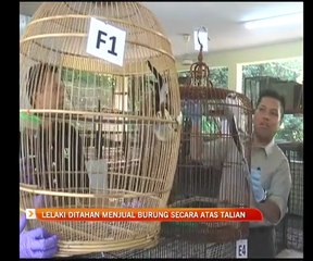 Lelaki ditahan menjual burung secara atas talian