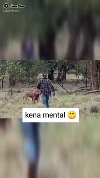 Kangguru yang kena mental