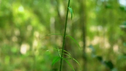 Cooking Skill _ Steam Crayfish Chinese Noodle Black Mushroom With Green Coconut So Yummy