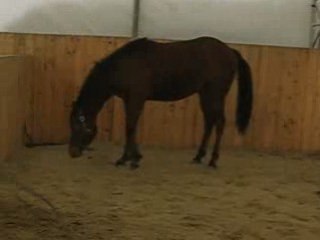 Zephyr en liberté 3