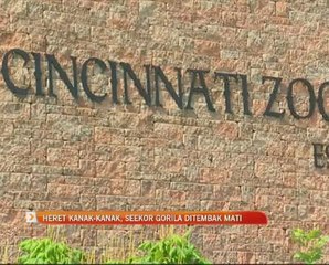 Heret kanak-kanak, seekor gorila ditembak mati