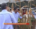 Model penanaman jagung bijirin diperkenalkan