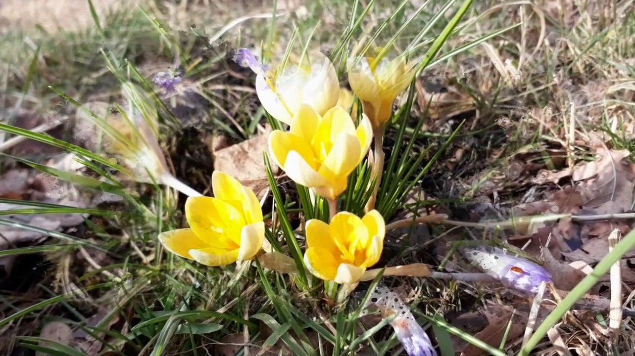 Erste frühlingsboten in der barnimer feldmark