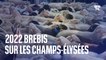 Le défilé de 2022 brebis sur les Champs-Élysées pour clôturer le Salon de l'Agriculture
