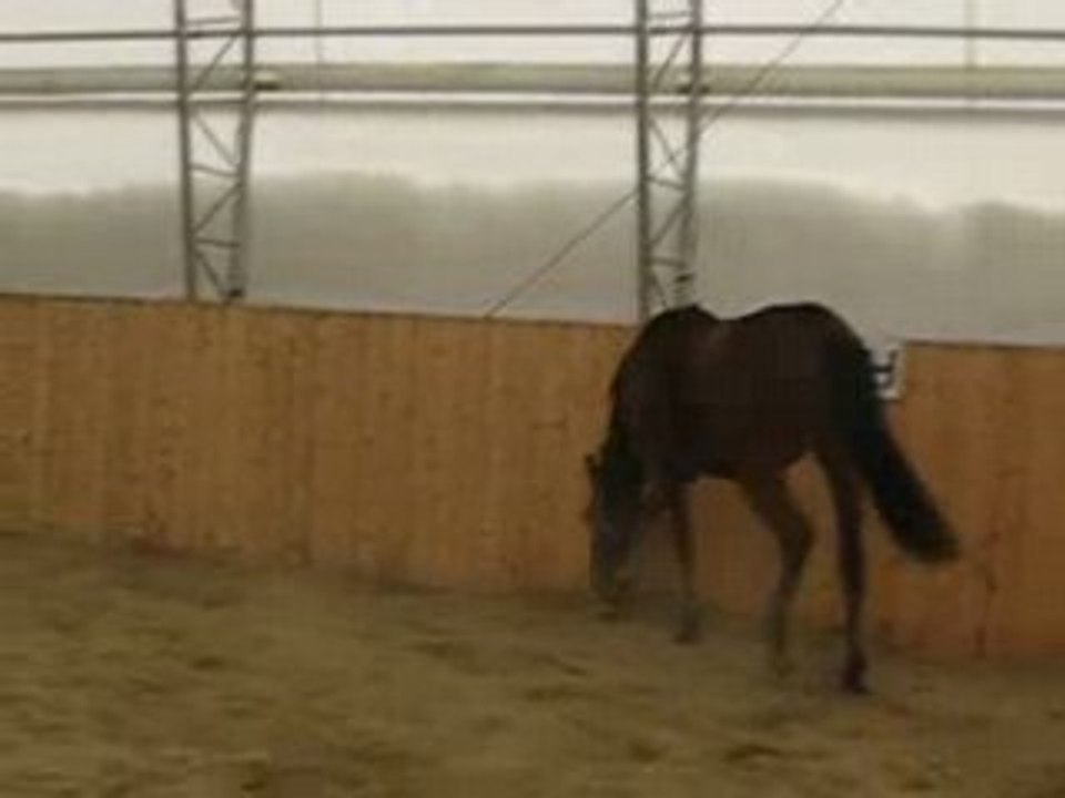 Zephyr en liberté 4