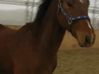 Zephyr en liberté 5