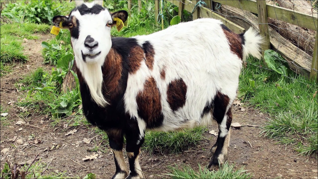 Visite à la mini-ferme pédagogique "Ânes Passions" à L ' Île D ' Olonne ( Vendée ) , 06/03/2022