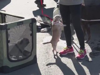 Traumatized, Canada wildfire evacuees reach safety