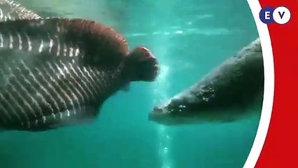 Arapaima (Arapaima gigas)