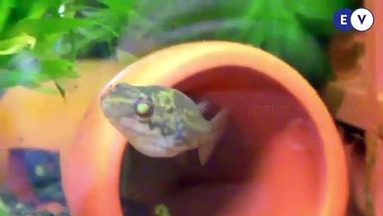 Ikan Buntal Tetraodontidae