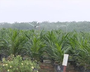 FGV, Felda tarik balik sijil RSPO di 58 kilang