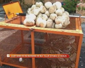 Ular sawa 90kg bersama 90 biji telur ditemui di kebun