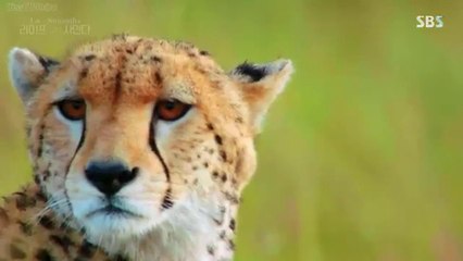 Animals, Documentary  Life of Samantha Episode 1