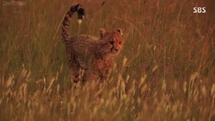 Animals, Documentary  Life of Samantha Episode 2