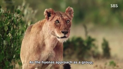 Animals, Documentary  Life of Samantha Episode 3