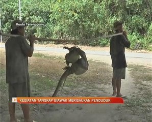 Kegiatan tangkap biawak merisaukan penduduk