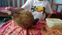 MUKBANG DURIAN SAMPE KLENGER