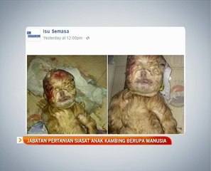 Jabatan Pertanian siasat anak kambing berupa manusia