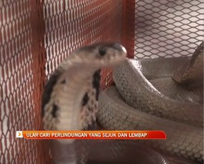 Ular cari perlindungan yang sejuk dan lembap