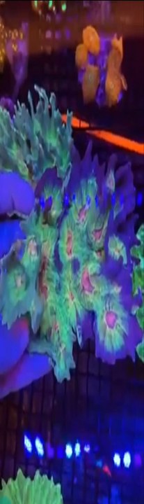pectinia coral