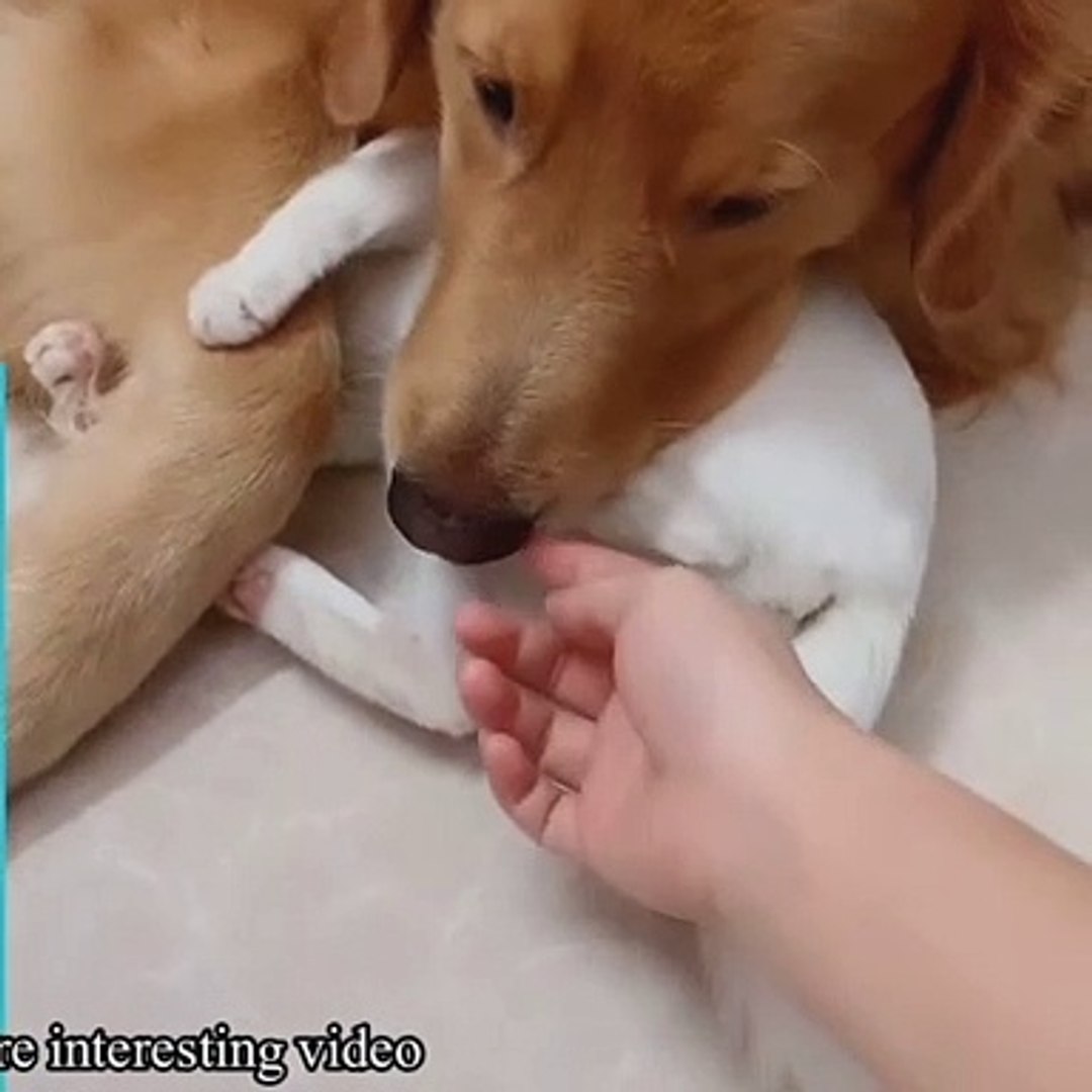 cute friendship between cat and dog, best friendship dog and cat