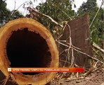 SPRM Pahang tumpu isu pembalakan haram