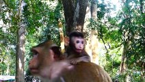 Break Heart !, Bad Mom Fight Terrified To Baby Monkey, Tobias Monkey Unlucky that to meet Like this