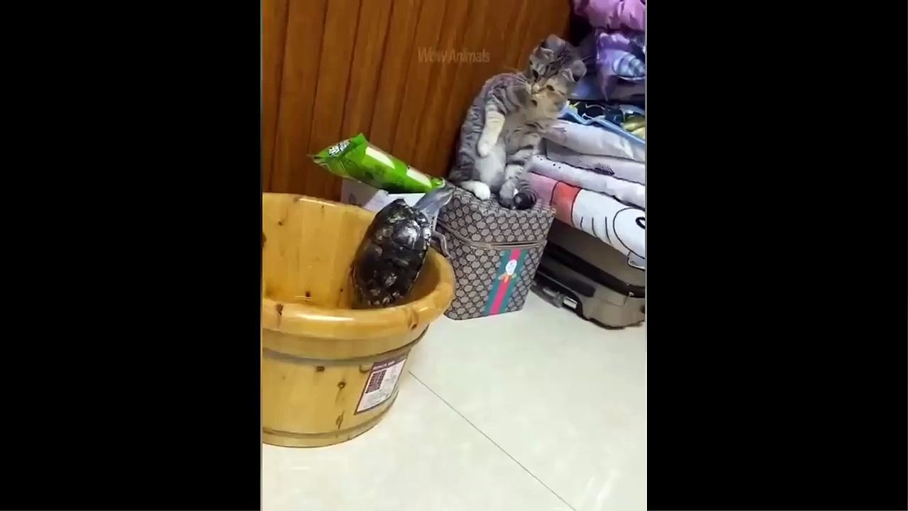 Funniest Dogs And Cats - Best Of The 2022 #2