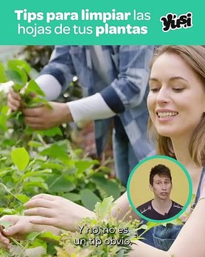 Limpia las platas de forma correcta