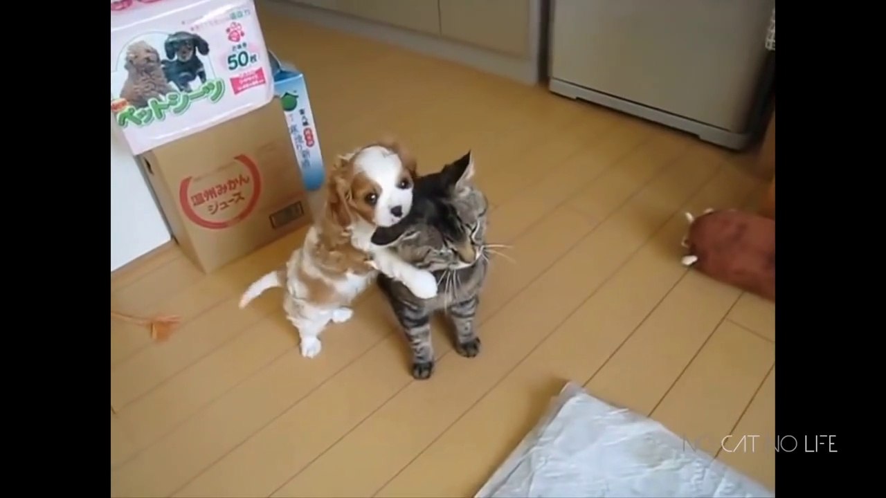 Funny Cats vs Dogs Compilation