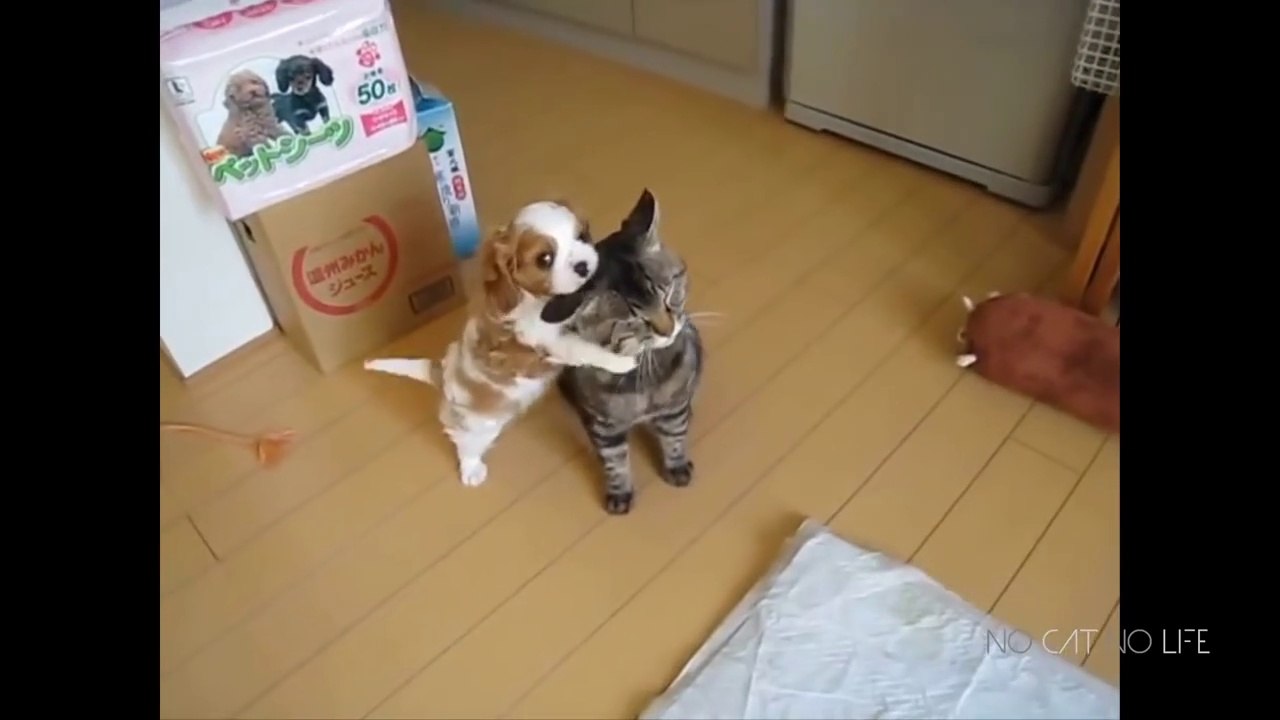 Funny Cats vs Dogs Compilation