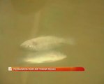 Pengusaha ikan air tawar resah gara-gara El-Nino