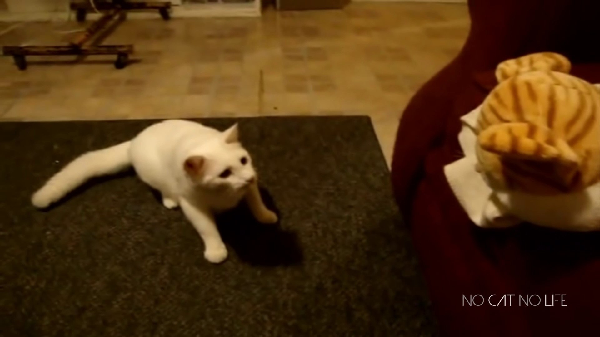 Funniest Animals  -Funny Animal Videos  - Cutest Animals Ever