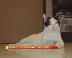 Kucing selebiriti jadi bintang di laman sosial