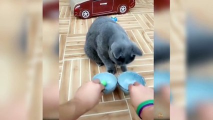This cat is so powerful. Can you guess