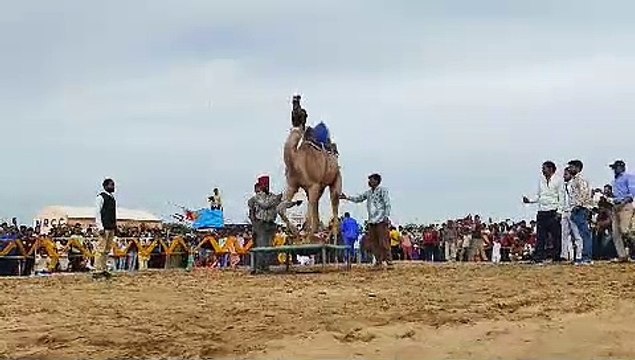 ढोल की थाप पर थिरके ऊंट, देखे video