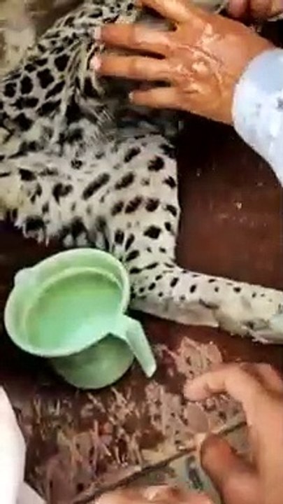 Panther attacked खेत में सरसों काट रही बालिका पर पैंथर का हमला, बचाने आए युवक को भी किया जख्मी
