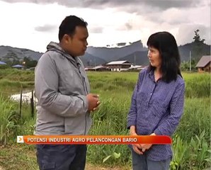 Potensi industri agro pelancongan Bario