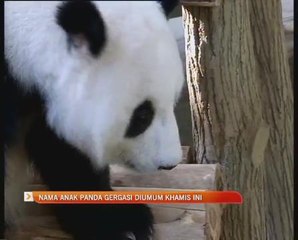 Nama anak panda gergasi diumum Khamis ini