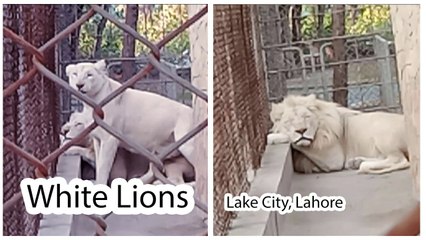 Amazing White Lions, Lake City Society, Lahore 