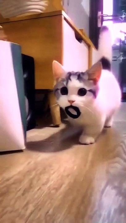 I LOVE CAT