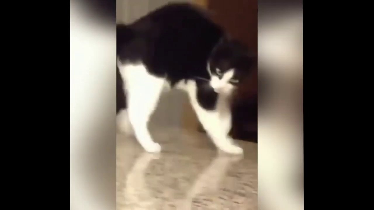 So Funny Cat Videos  part 20