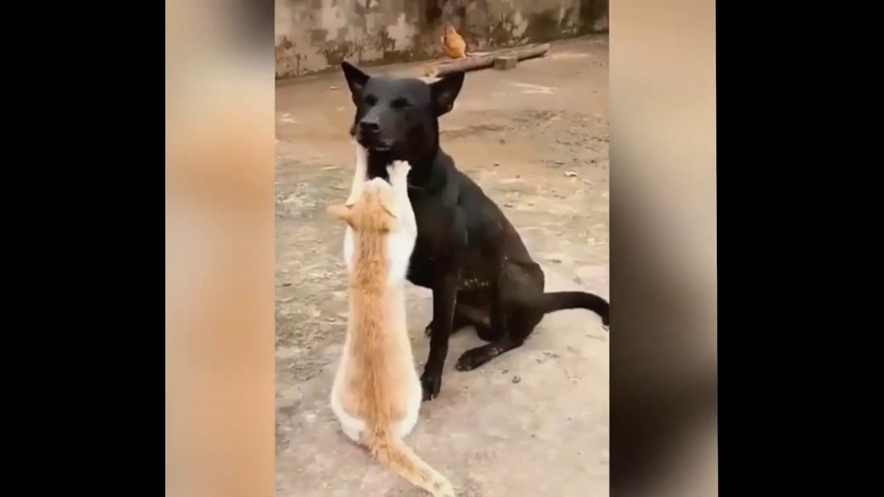 So Funny Cat Videos #7