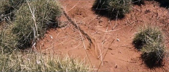 Sweet Country Tráiler VO