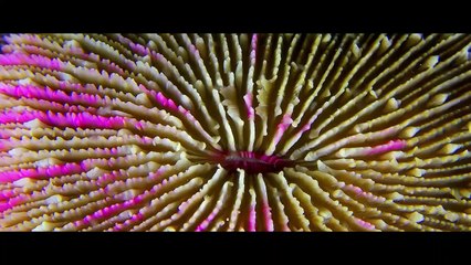 Las maravillas del mar Tráiler VO