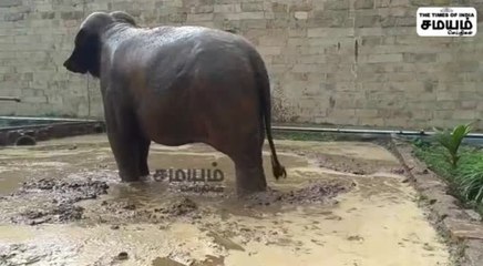 ஜாலி.... ஜாலி... குளிக்க போறேனே... சேற்றில் ஆனந்த குளியலில் யானை அகிலா...!