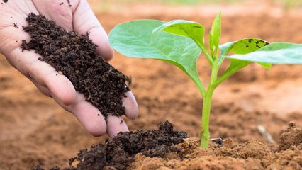 สงครามรัสเซีย-ยูเครน ทำ "ราคาปุ๋ย" แพง ขาดแคลน