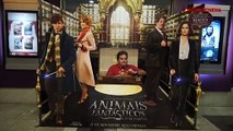 AdoroEstreia: Animais Fantásticos e Onde Habitam