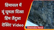 Himachal Pradesh: Spiti Valley में दिखा Snow Leopard, ITBP के जवानों ने बनाया Video | वनइंडिया हिंदी