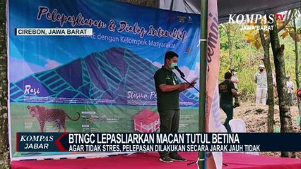 Seekor Macan Tutul Betina Dilepas Liarkan Di Gunung Ciremai